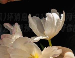坏消息!91吃瓜官网今天更新头条,前方高能预警,准备好你的小板凳!